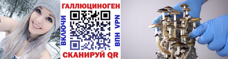 Галлюциногенные грибы Psilocybine cubensis Саратов